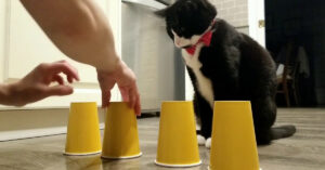 Il gatto Tuxedo ha affrontato per la prima volta un “gioco di prestigio”: sarà caduto nell’inganno?
