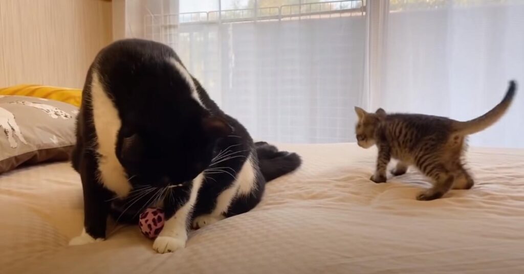 Gattino su un letto con un gatto adulto