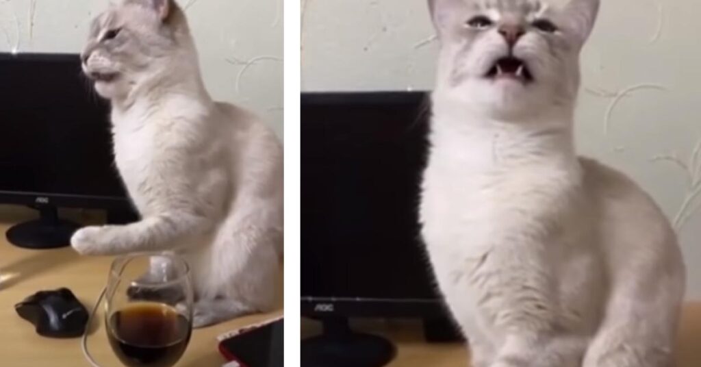 Gatto disgustato dopo aver assaggiato la coca cola