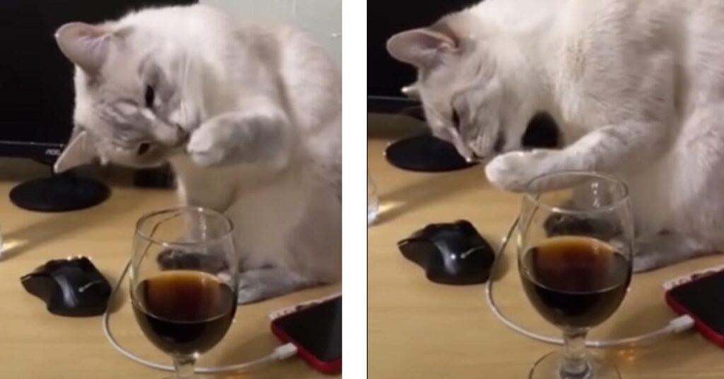 Gatto che beve la coca cola