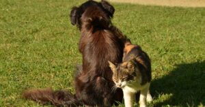 Il gatto e il cane si sfidano in un difficile percorso ad ostacoli (video)