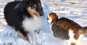 Il gatto e il cucciolo di Bovaro del Bernese sono inseparabili: sono dolcissimi mentre giocano insieme (video)
