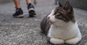 Il gatto e la scimmia sono i migliori amici che nessuno si aspetta: godetevi la loro tenera lotta (video)