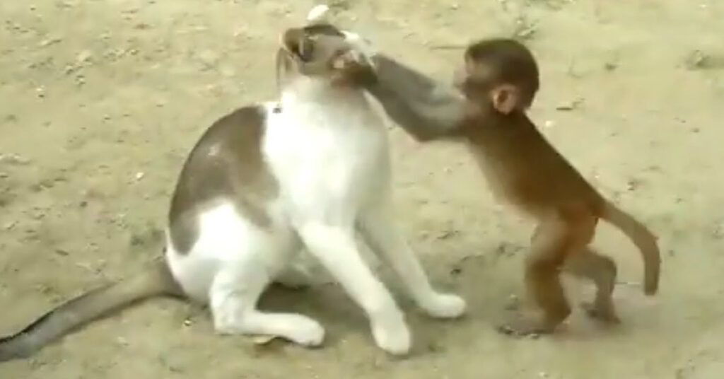 Gatto con una scimmia