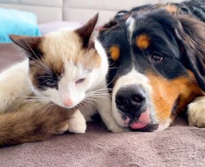 Il gatto ignora il suo amico Bovaro del Bernese, che decide di “vendicarsi” (video)