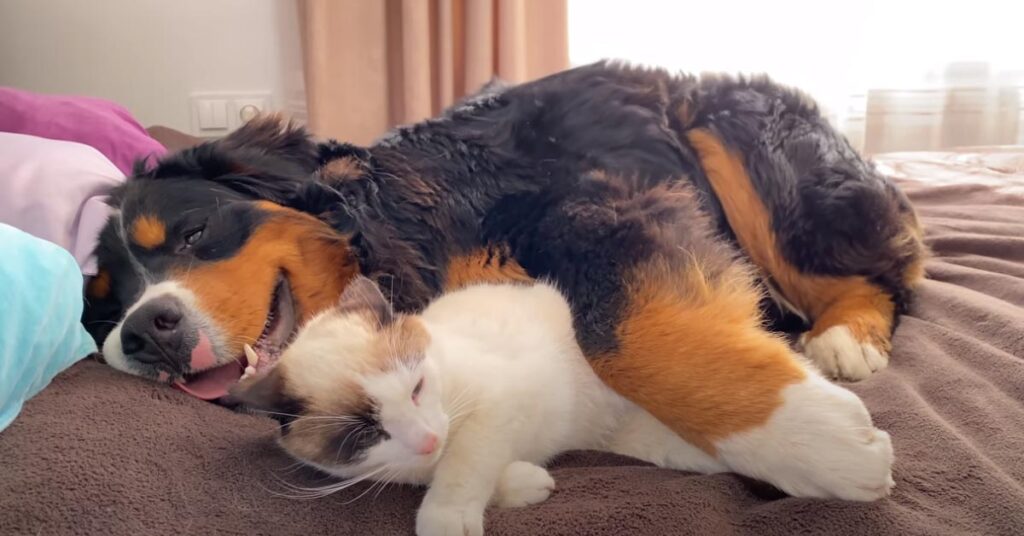 Gatto abbracciato ad un cane
