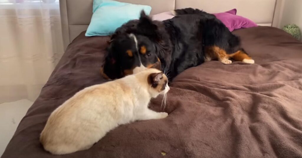 Gatto e Bovaro del Bernese che giocano