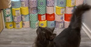 I gatti, il cane e il procione si sfidano nella challenge del muro di carta igienica: chi sarà il più bravo? (video)