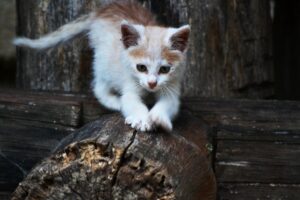 Il gatto, il cane, il criceto e il topolino si sfidano in un labirinto di specchi: chi sarà il vincitore? (video)