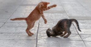 Il gatto ninja fa un agguato tutto da ridere al suo amico felino (video)