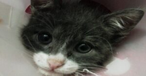 Jack, gattino strappato dal grembo materno e affetto da parvovirosi si attacca alla vita (VIDEO)