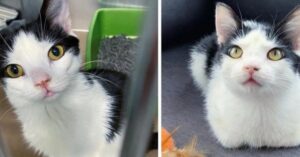 Kidou, il gattino che non poteva camminare ha trovato la felicità (VIDEO)