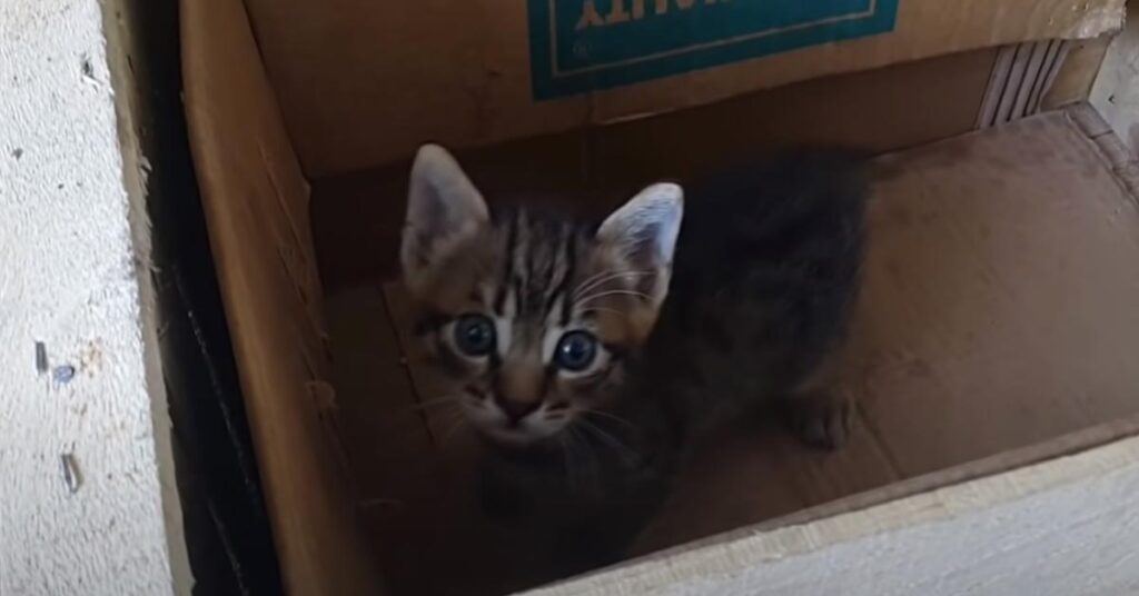 Gatto in una scatola che guarda in alto