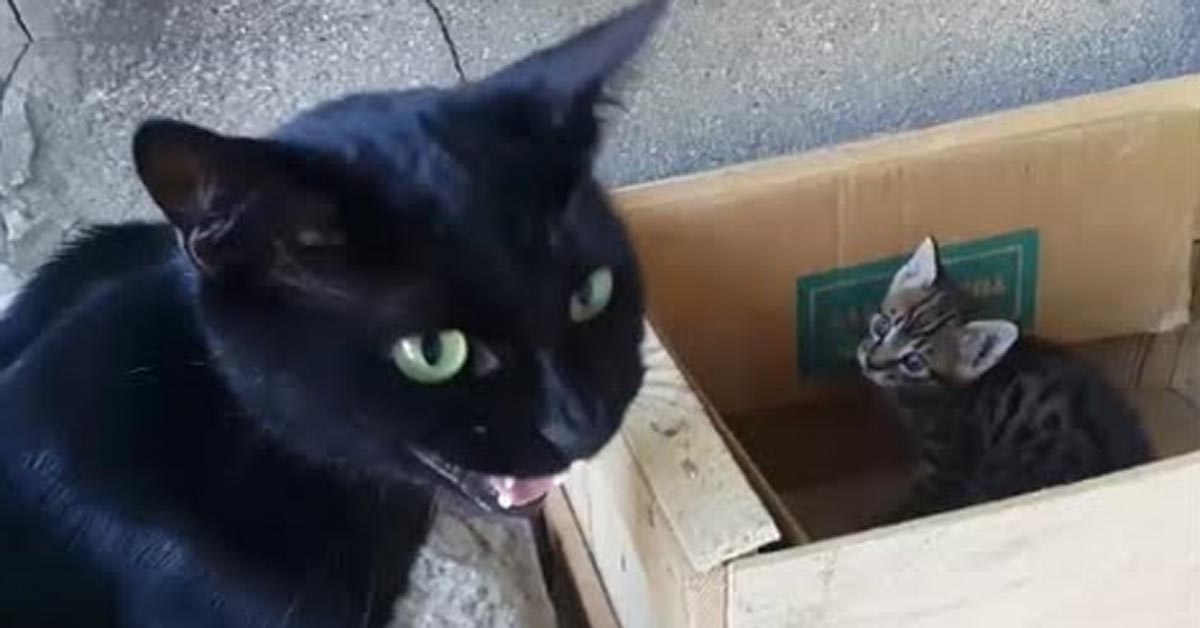 Мама кошка зовет котят