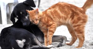 La mamma gatta porta i suoi cuccioli a conoscere per la prima volta un vecchio amico (video)