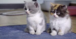 Mentre i gattini appena nati mangiano, un angelo custode speciale veglia su di loro (video)