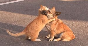 La meravigliosa amicizia fra il gattino Yaong e la cucciola di cane Meong