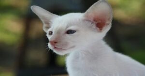 Motya, un gattino Oriental Shorthair, ha il miagolio più comico che esista (VIDEO)
