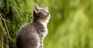 Perché i gatti miagolano agli uccelli e li fissano intensamente?