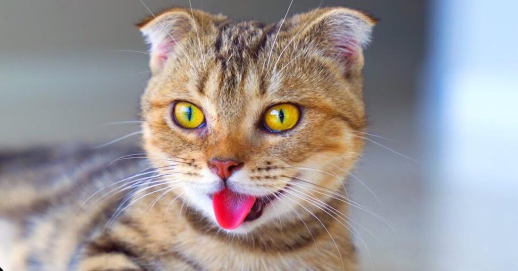 Gattino con la lingua di fuori
