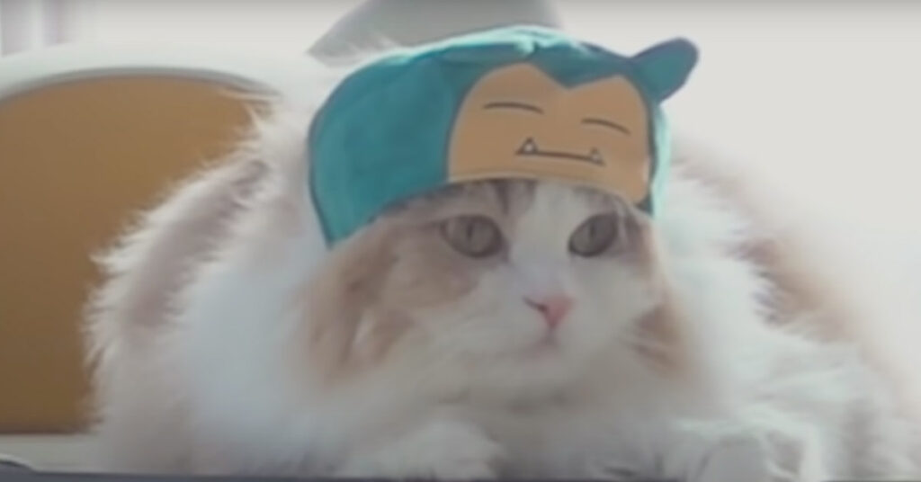 Gatto travestito da Pokemon