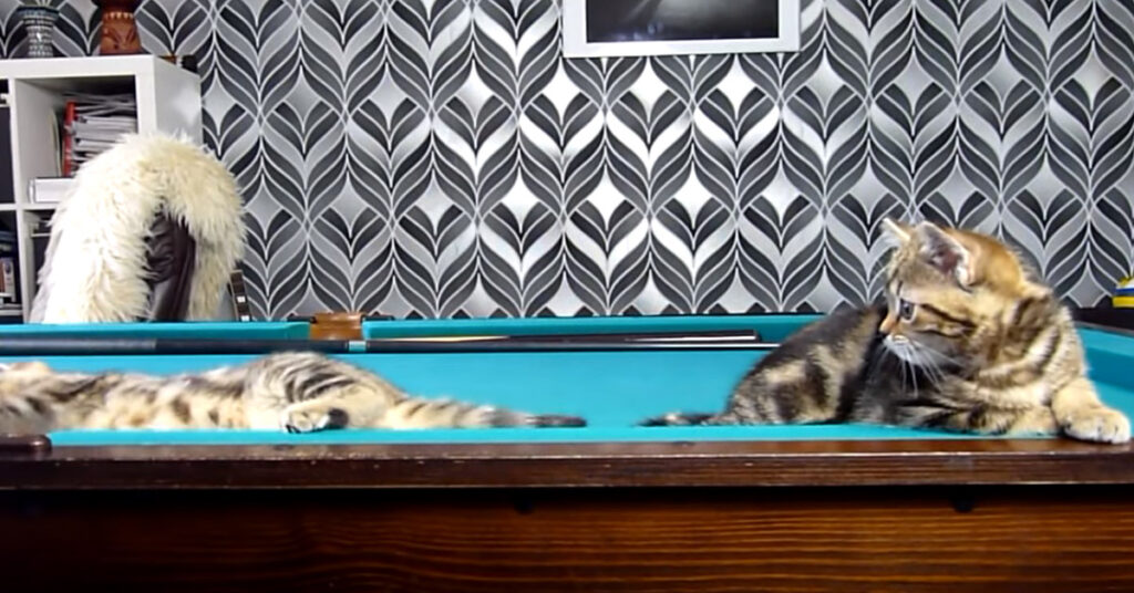 Gatti giocano a biliardo
