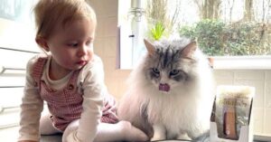 Questo gattino ha una pazienza infinita con la sua amica bambina che prova a nutrirlo (video)