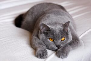 Questo gattino British Shorthair è protagonista di un balletto ormai virale (video)