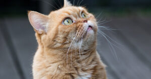 Questo gattino British Shorthair ha una reazione tutta da ridere di fronte ad uno “strano” suono (video)