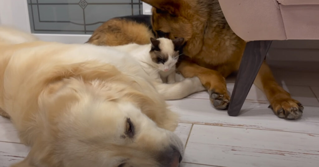 Gatto con un Pastore Tedesco e un Golden Retriever