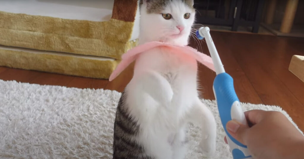 Gatto che osserva uno spazzolino elettrico