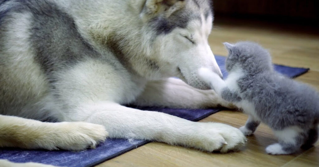 Husky con un gattino