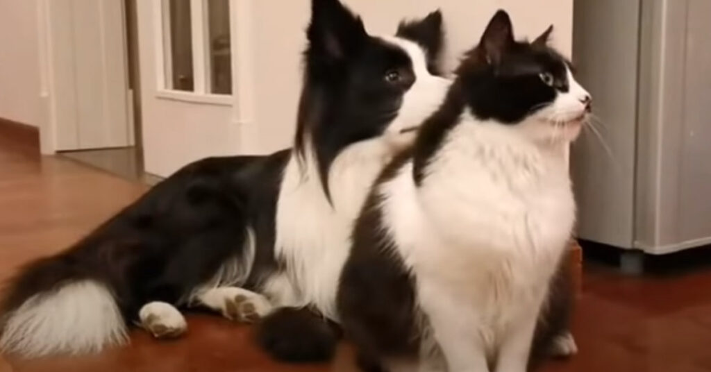 Gatto con un Border Collie