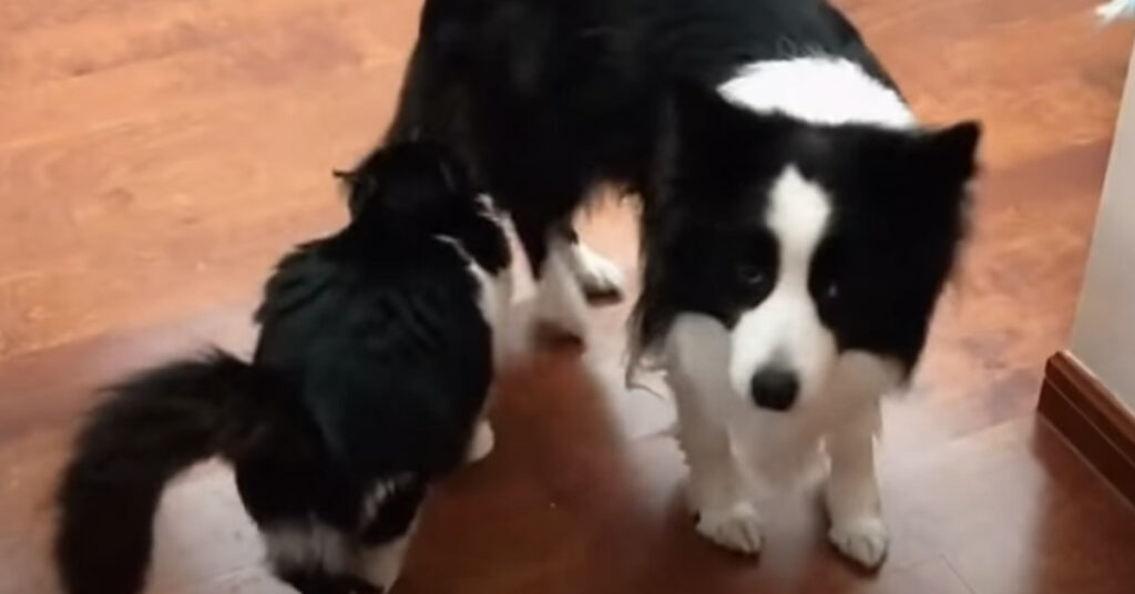 Gatto con un Border Collie