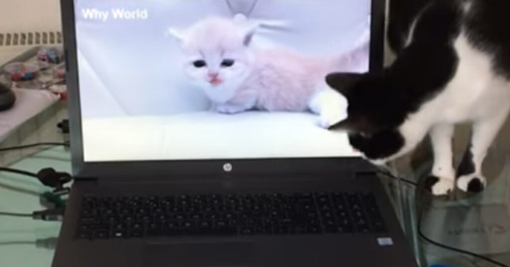 Gatto che guarda la tv