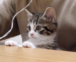 Questo gattino non riesce a smettere di interferire con il lavoro della sua padrona (video)