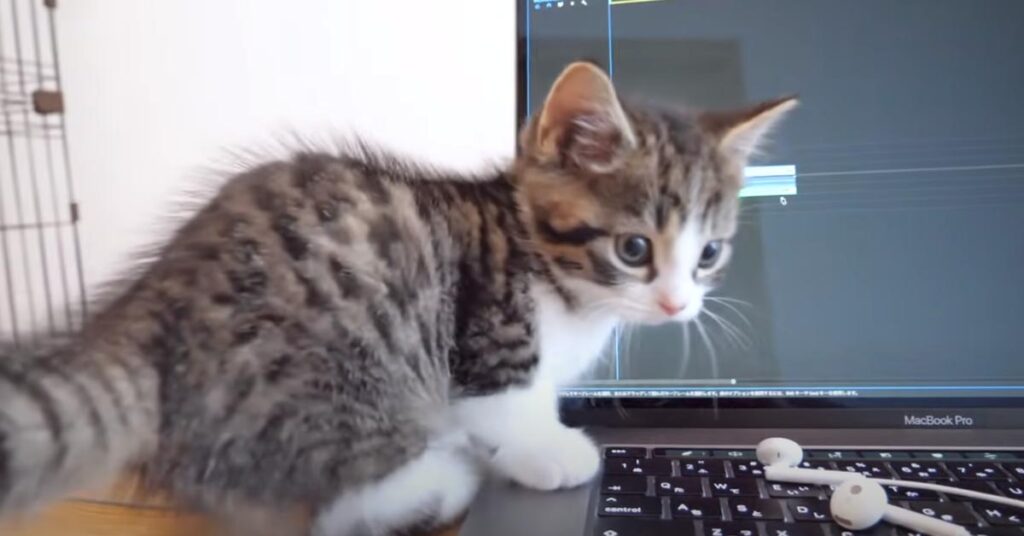 Gatto vicino ad un computer