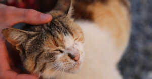 Questo gattino resta ipnotizzato dal massaggio della sua proprietaria (video)