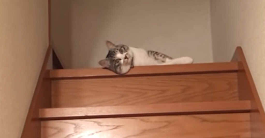 Gatto sulle scale