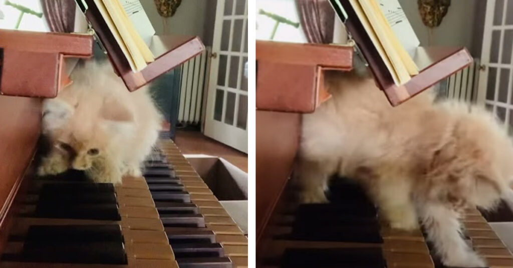 Gatto che suona il clavicembalo