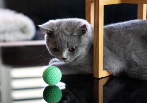 Questo gatto adora giocare a pallavolo insieme al suo padroncino (video)