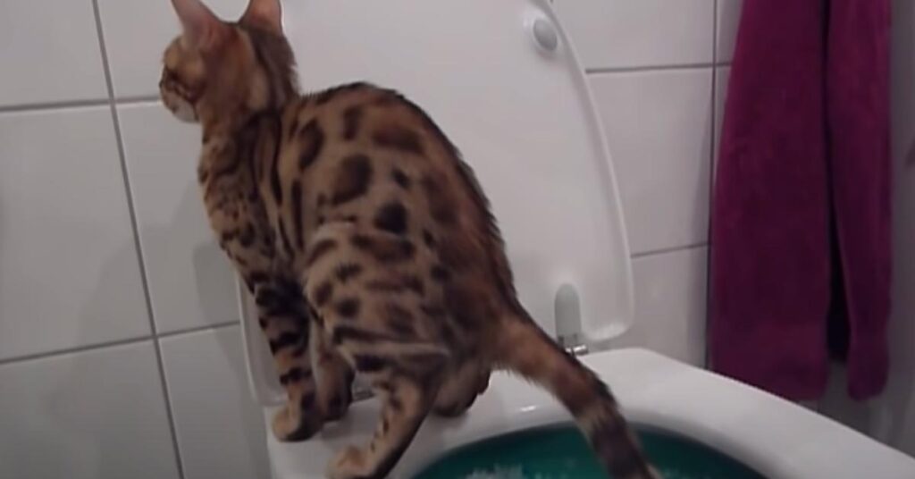 Gatto del Bengala che fa i bisogni nel wc