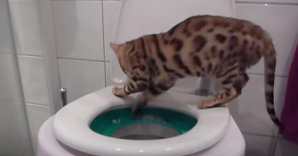 Gatto del Bengala su un wc