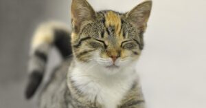 Questo simpatico gatto ha una reazione tutta da ridere quando riceve le sue carezze “preferite” (video)