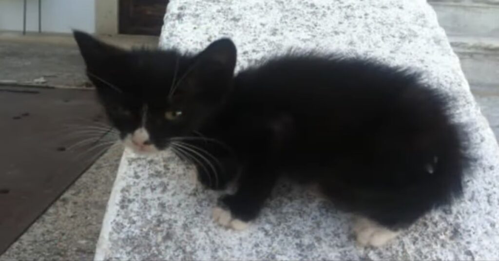 Gattino salvato caduto in un pozzo in una masseria in Puglia