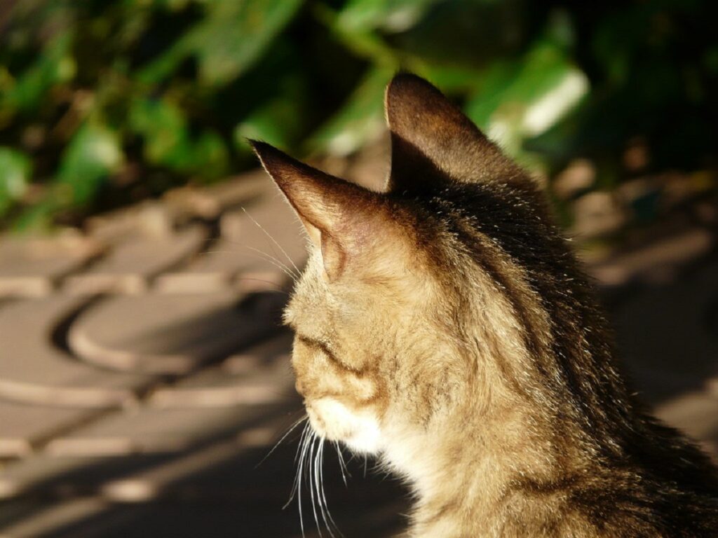 gatto osserva qualcosa