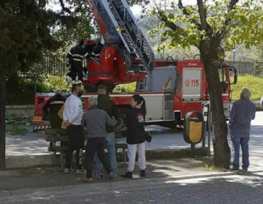 gatto sparisce nel nulla vigili del fuoco jesi