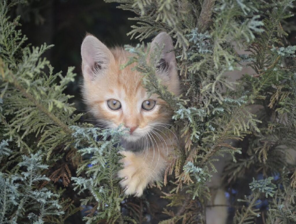 gatto scompare intervengono pompieri