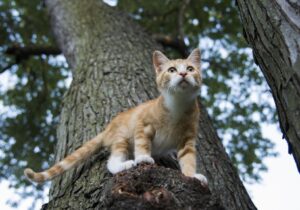 Ancona, gatto sparisce per 2 giorni, viene ritrovato su un albero