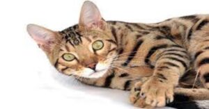 Gilbert, il gattino del Bengala che adora l’aspirapolvere (VIDEO)